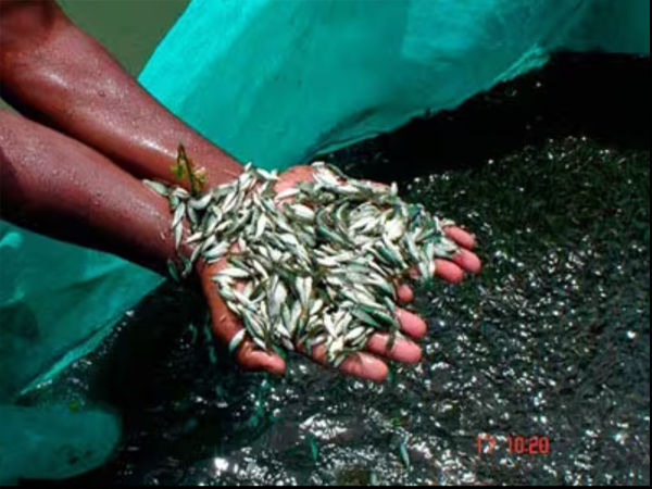 Fish farming